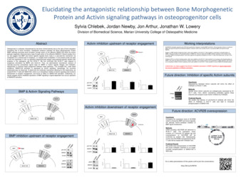 Elucidating the Antagonistic Relationship Between Bone Morphogenetic Protein and Activin Signaling Pathways in Osteoprogenitor Cells Thumbnail