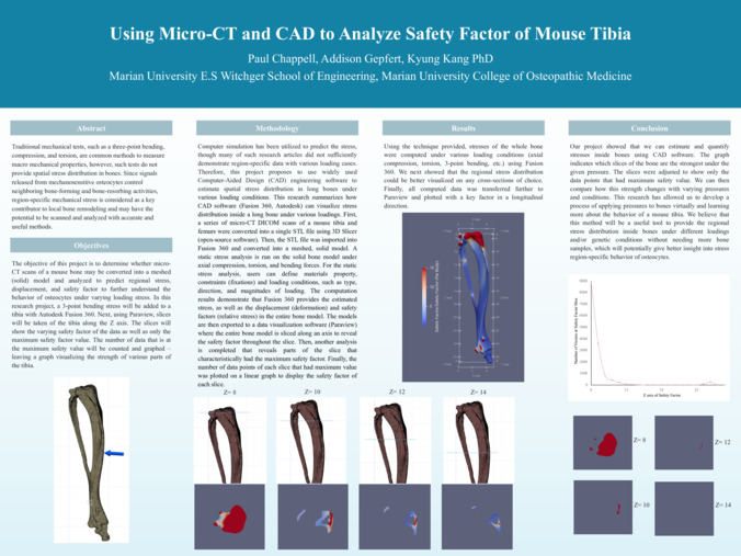 Using Micro-CT and CAD to Analyze Safety Factor of Mouse Tibia Thumbnail
