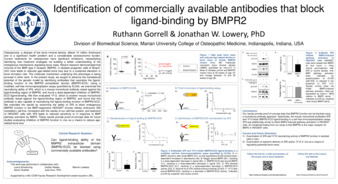 Identification of Commercially Available Antibodies that Block Ligand Binding by BMPR2 Thumbnail