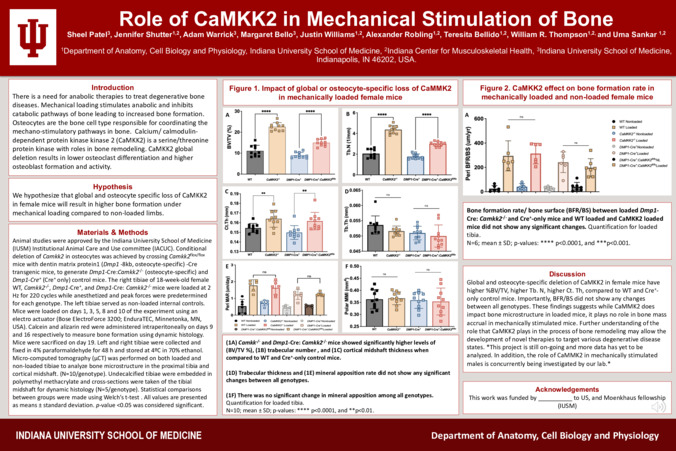Role of CaMKK2 in Mechanical Stimulation of Bone Thumbnail