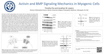 Activin and BMP Signaling Mechanics in Myogenic Cells Miniature