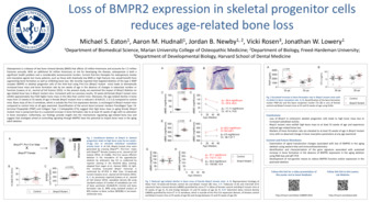 Loss of BMPR2 Expression in Skeletal Progenitor Cells Reduces Age-Related Bone Loss miniatura