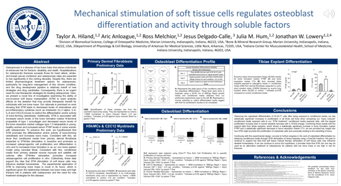 Mechanical stimulation of soft tissue cells regulates osteoblast differentiation and activity through soluble factors miniatura