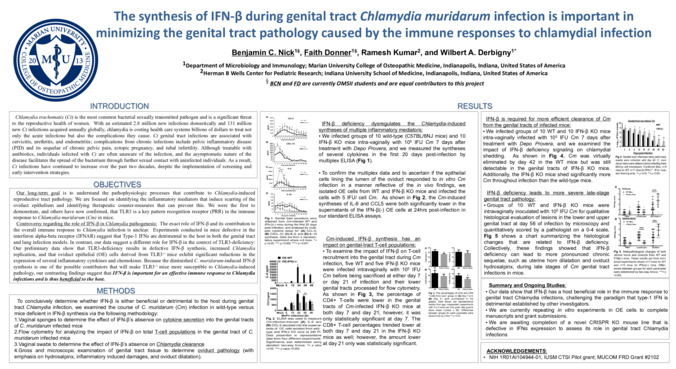 The synthesis of IFN-β during genital tract Chlamydia muridarum infection is important in  minimizing the genital tract pathology caused by the immune responses to chlamydial infection miniatura