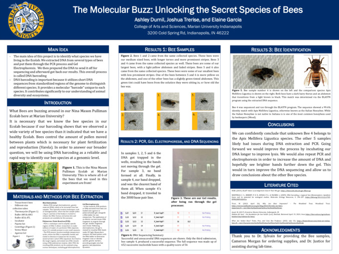 The Molecular Buzz: Unlocking the Secret Species of Bees Miniaturansicht
