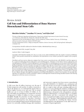Cell Fate and Differentiation of Bone Marrow Mesenchymal Stem Cells. Thumbnail