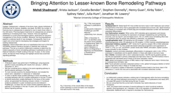 Bringing Attention to Lesser-known Bone Remodeling Pathways Thumbnail