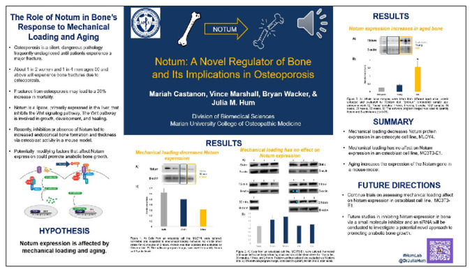 Notum: A Novel Regulator of Bone and Its Implications in Osteoporosis Thumbnail