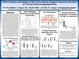 Stringent Response Regulation of Virulence Factors in Vibrio Cholera Thumbnail