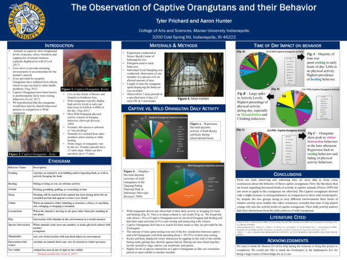 The Observation of Captive Orangutans and their Behavior Thumbnail
