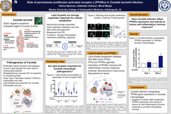 Role of peroxisome proliferator-activated receptor gamma (PPAR-γ) in Coxiella burnetii infection miniatura