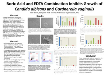 Boric Acid and EDTA Combination Inhibits Growth of Candida albicans and Gardnerella vaginalis Thumbnail